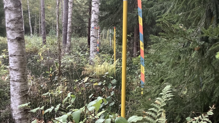 Skogsdag i Gästrikland med tema återvätning och rågångar