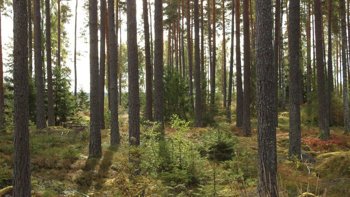 Skogsfastighet Sala Tullsta