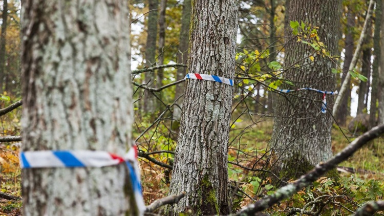 Webbinarium: Naturvårdande skötsel