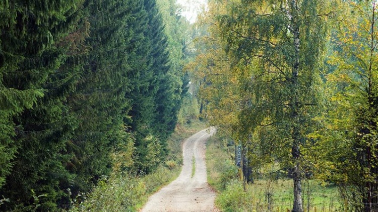 Webbinarium: Jämställdhet i skogsbranschen – en framtidsfråga